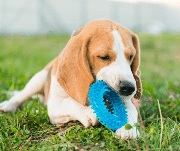 Why Natural Chew Toys for Dogs Can Be a Useful Part of Playtime