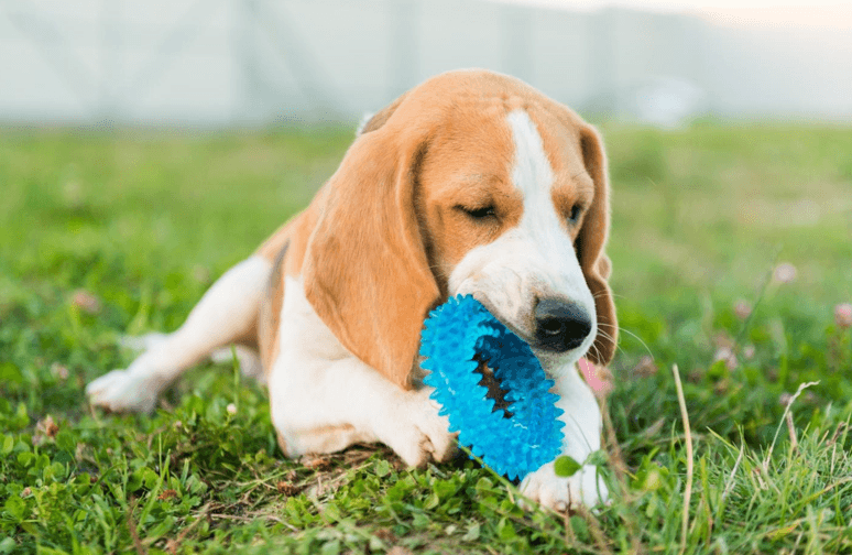 Why Natural Chew Toys for Dogs Can Be a Useful Part of Playtime